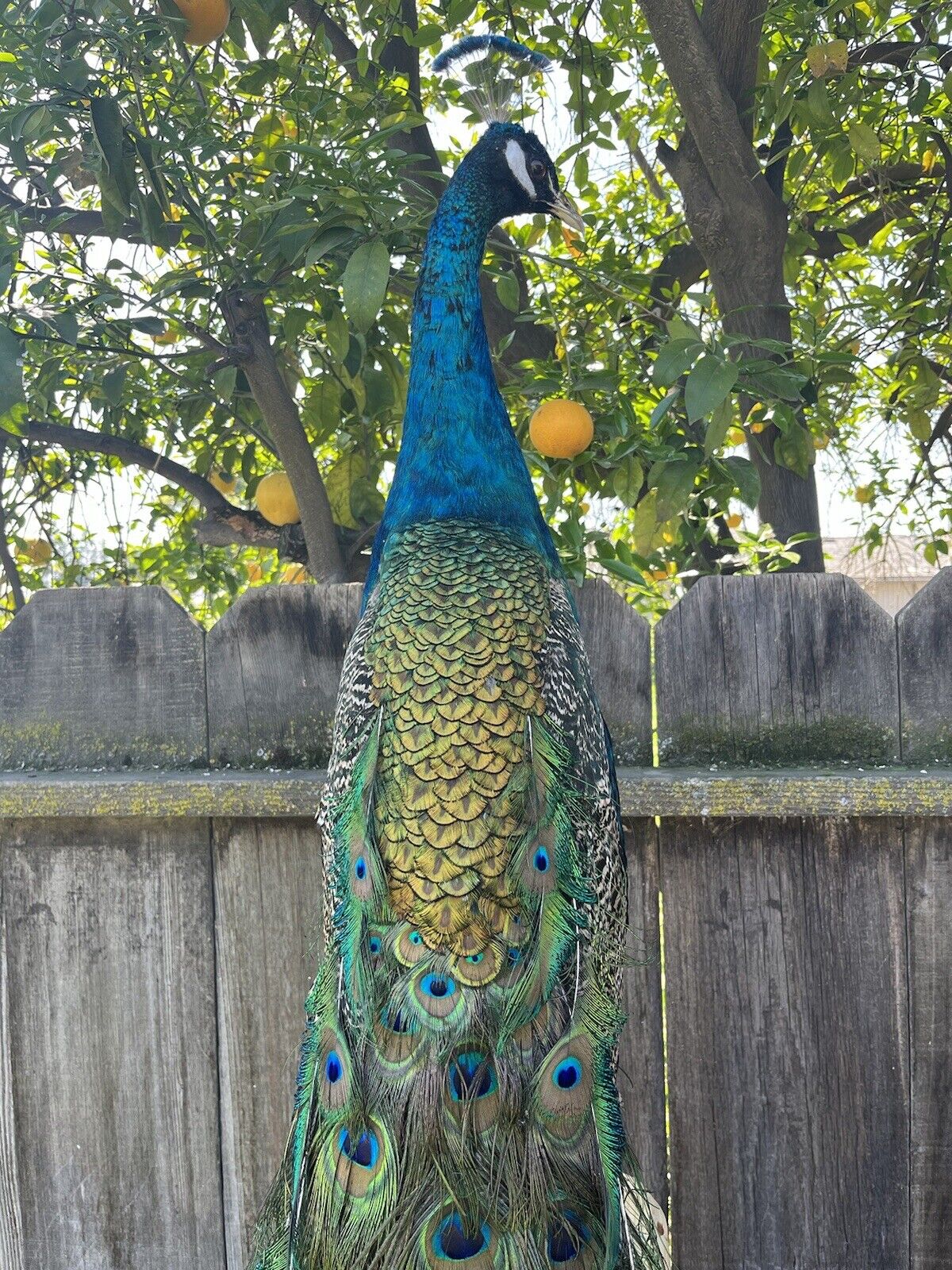 India Blue PEACOCK Taxidermy Mount museum quality