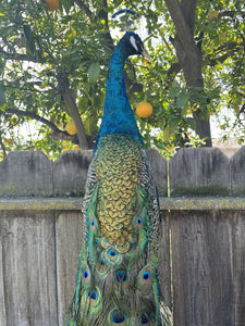 India Blue PEACOCK Taxidermy Mount museum quality