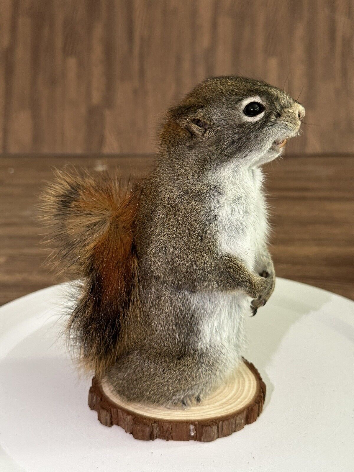 Beautiful Adorable Red Squirrel Small Animal Taxidermy Mount Art Wildlife 15S