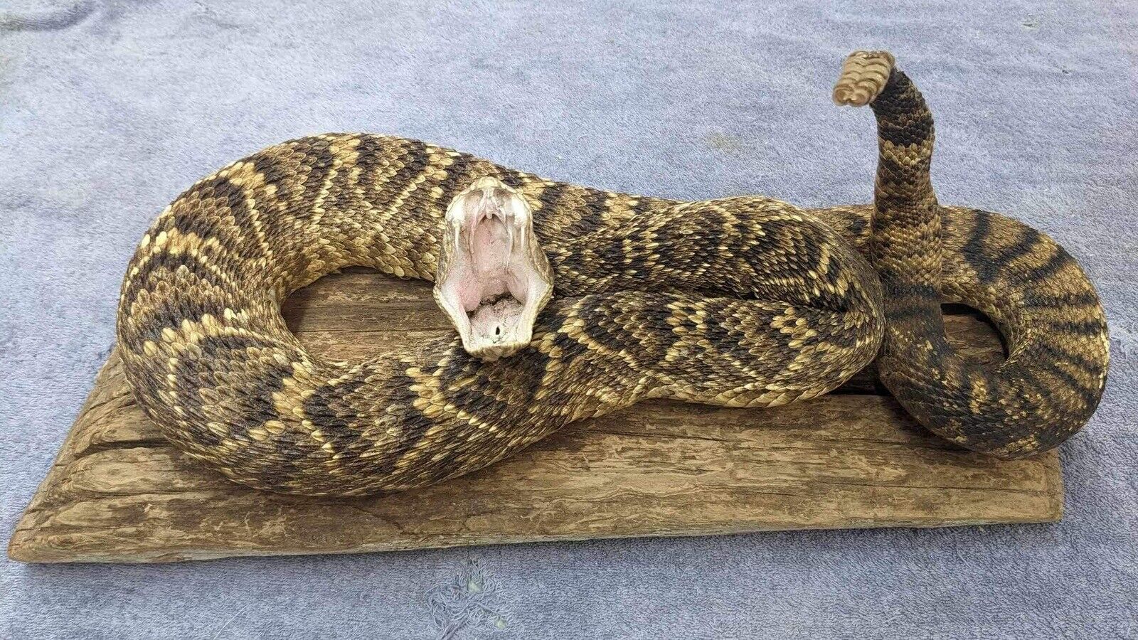 Real Massive Rattle Snake Taxidermy Mount