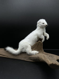 Beautiful Adorable Weasel Ermine Small Animal Taxidermy Mount Art Wildlife 11W