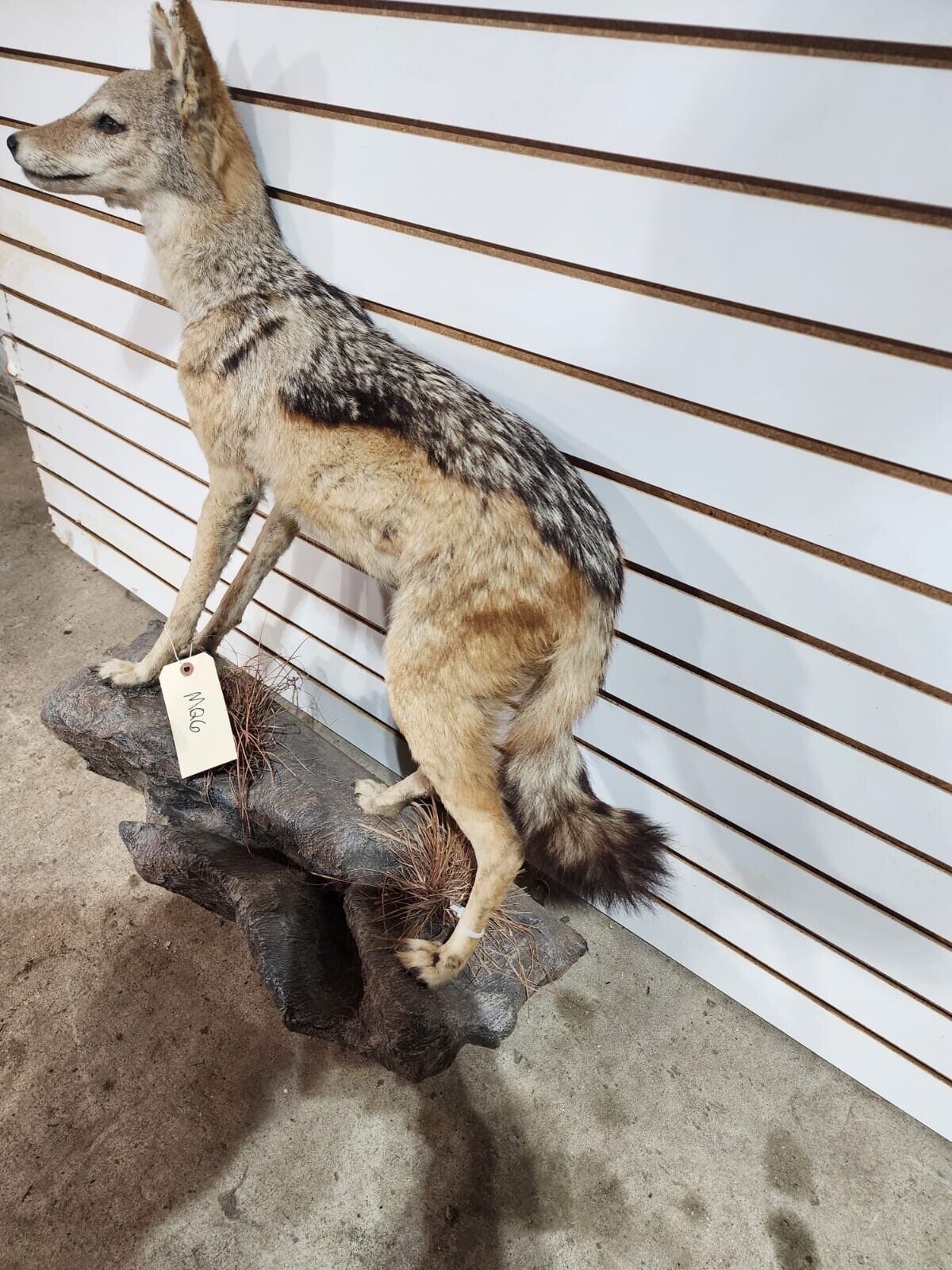 Black jackal African Taxidermy Mount