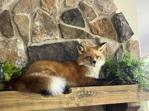 Red Fox Taxidermy Full Body Mount Cabin Camp Man Cave Home Office Den Decor NEW!