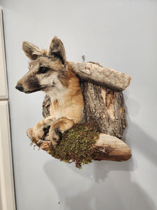 Beautiful Grey Fox Taxidermy Wall Mount In Den