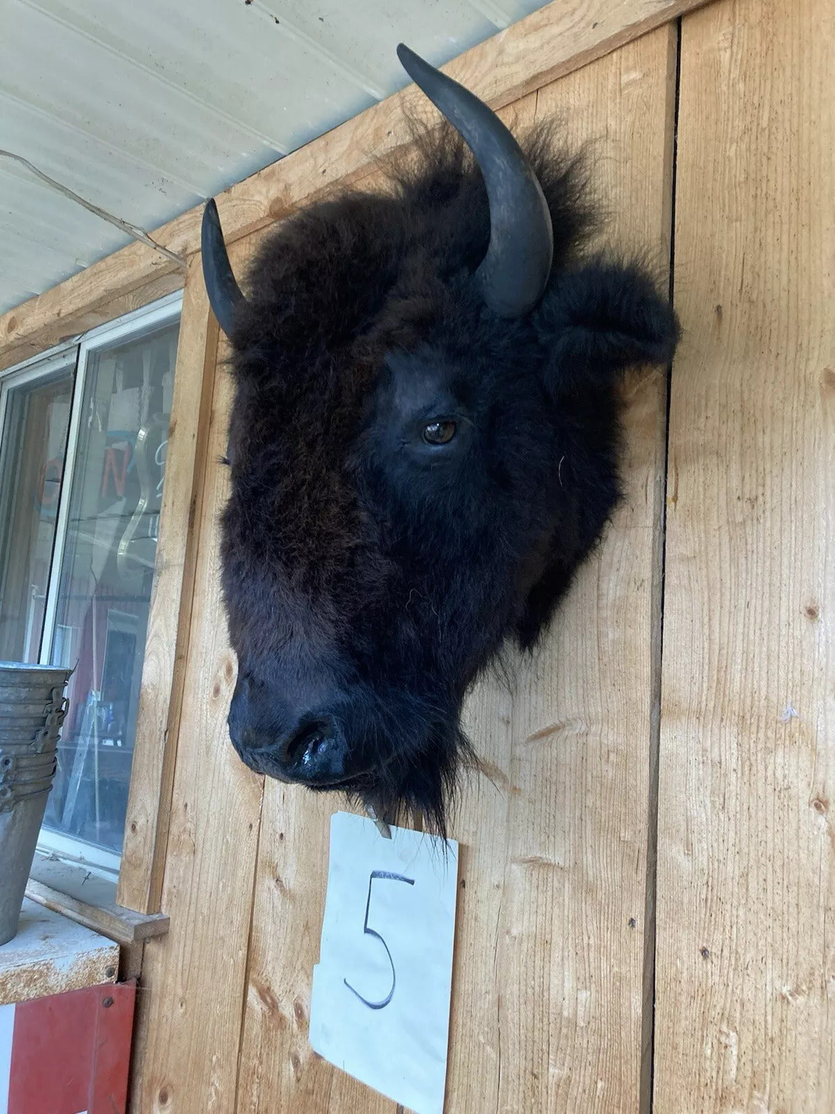 Real Buffalo / Bison Head Taxidermy Mount New Neck Mount (you Get One Pictured)