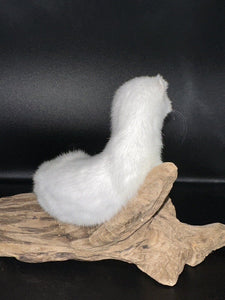 Beautiful Adorable Weasel Ermine Small Animal Taxidermy Mount Art Wildlife 20W