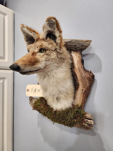 New Coyote Den Taxidermy Mount