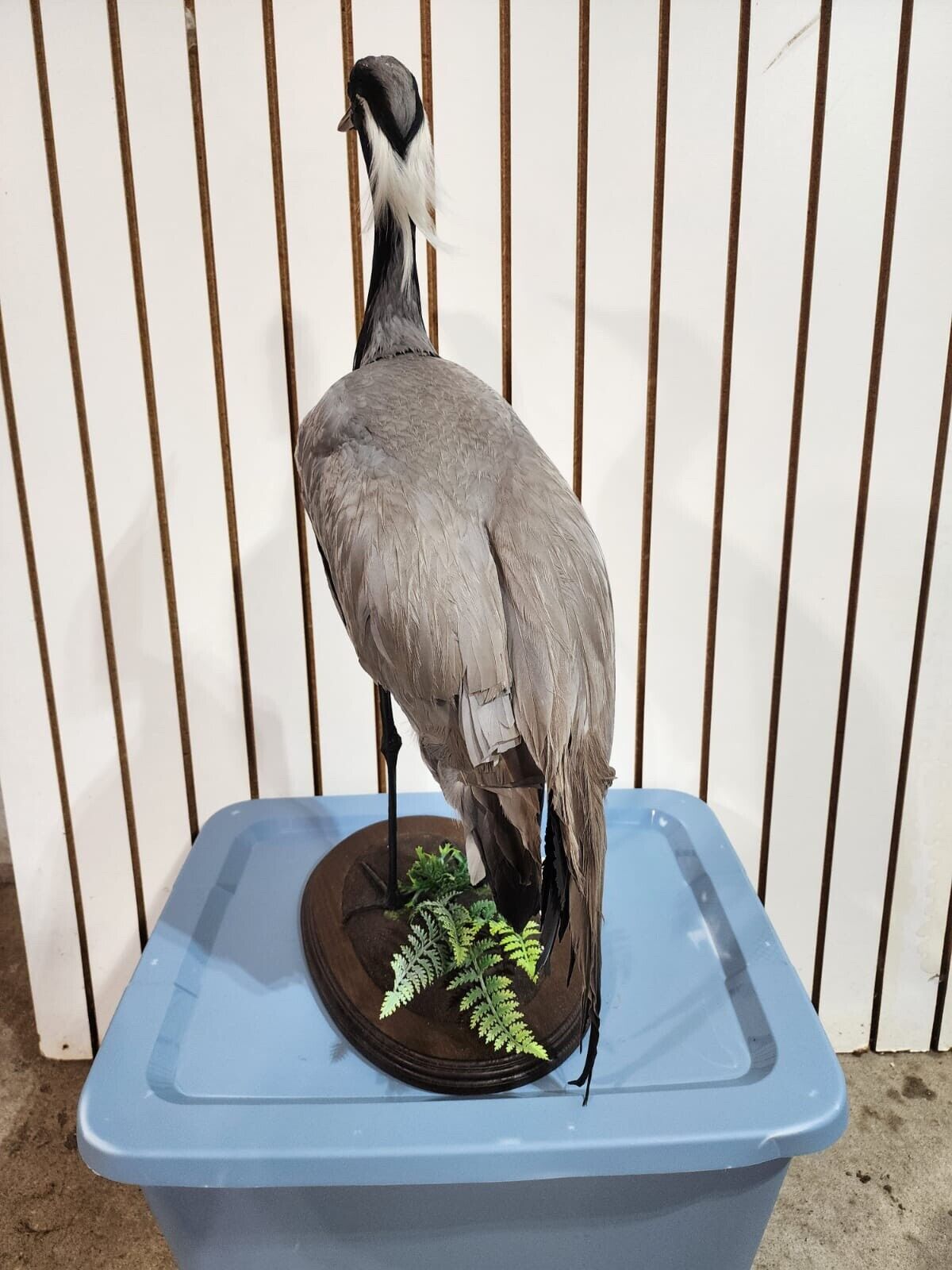 Demoiselle crane (Grus virgo) TAXIDERMY BIRD MOUNT Beautiful Feathers