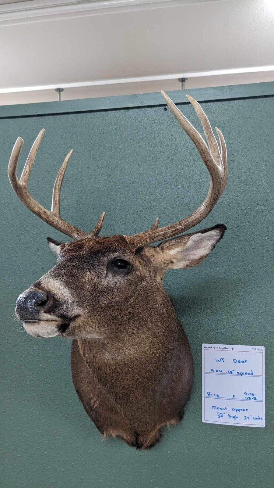 Whitetail 4x4 18” Spread Real Antler Deer Taxidermy Mount