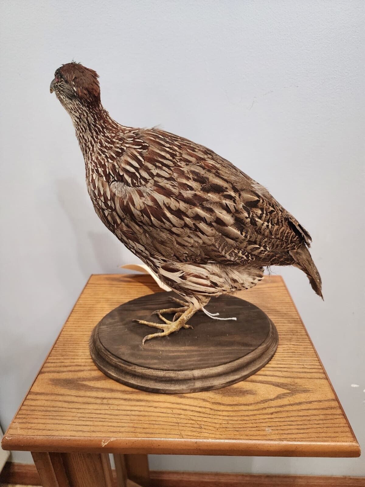 Beautiful Erckel's Francolin (Pternistis Erckelii) Bird Taxidermy Mount