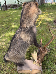 Museum Quality Raccoon Dog (japanese Raccoon) Taxidermy Mount Hunting Cabin