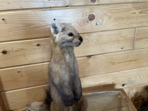 Pine Marten Alaskan Life Size Taxidermy Mount