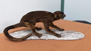 New Full Body Kinkajou Taxidermy Mount