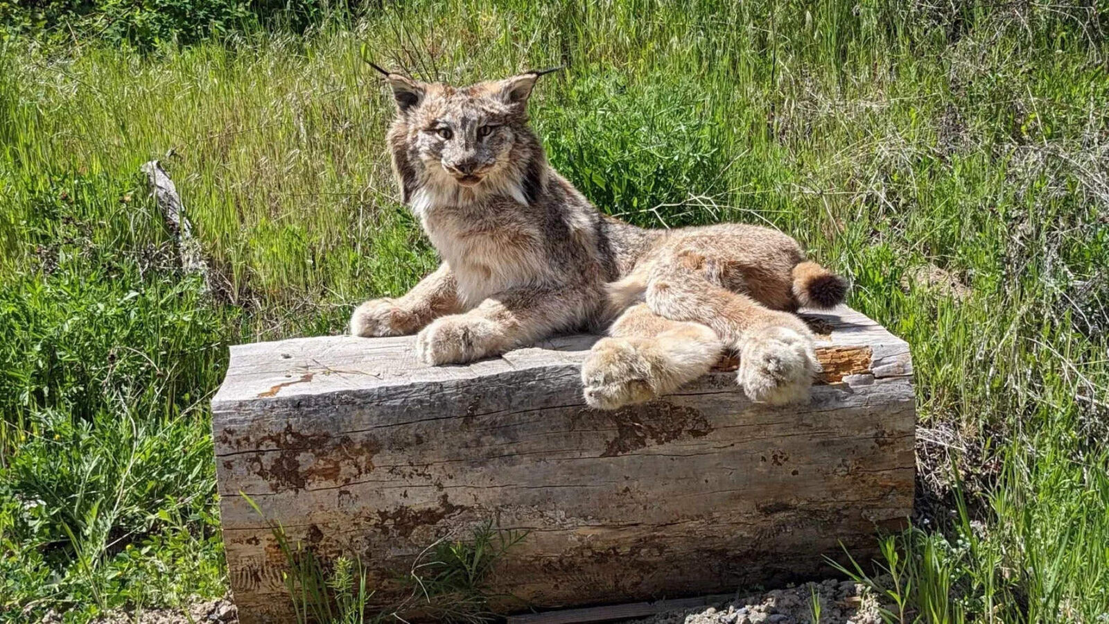 Alaskan Lynx Taxidermy Full Body Mount Prime Fur