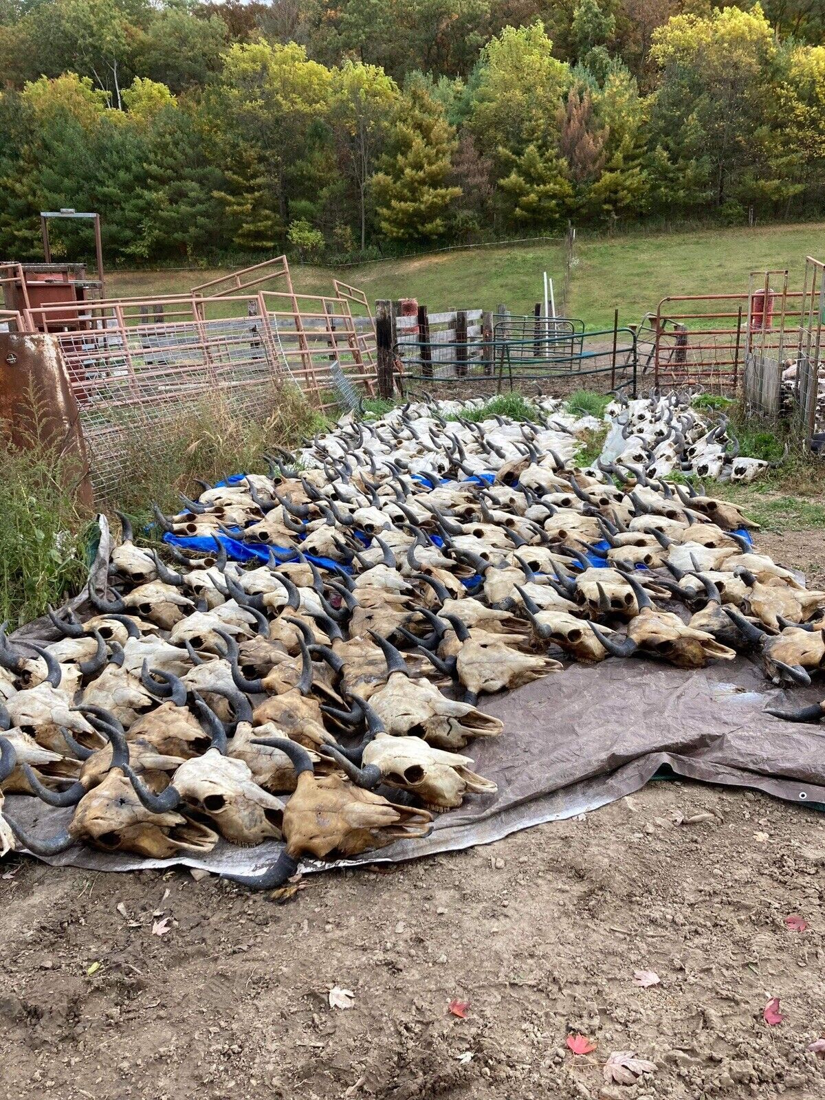 200 Buffalo Bison Head Skull Horns