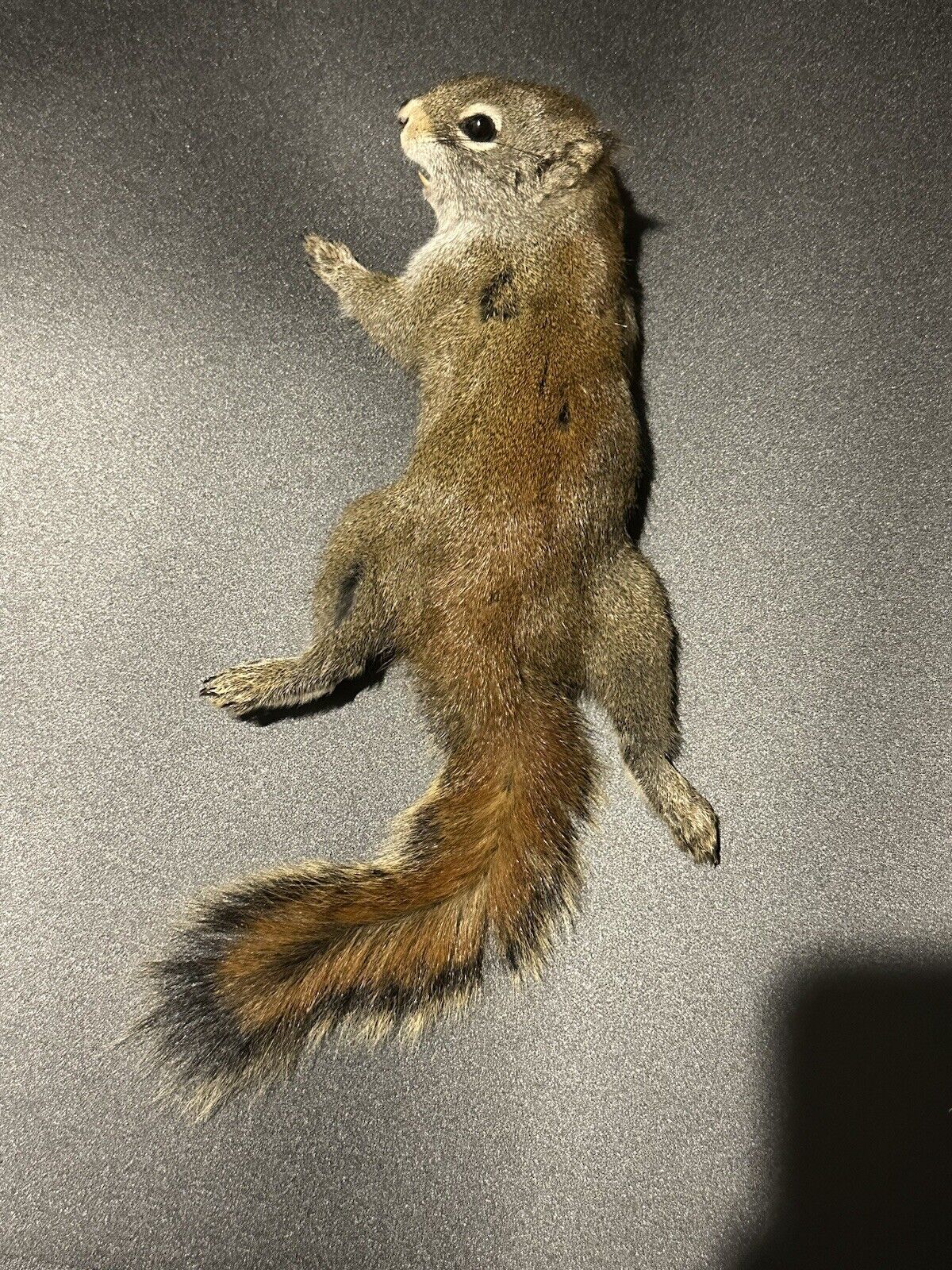 Beautiful Adorable Red Squirrel Small Animal Taxidermy Mount Art Wildlife 28S