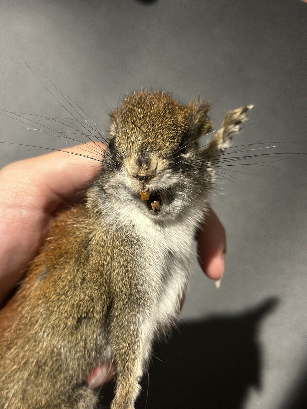 Beautiful Adorable Red Squirrel Small Animal Taxidermy Mount Art Wildlife 29S