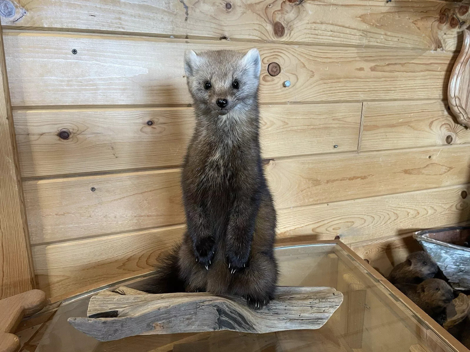 Pine Marten Alaskan Life Size Taxidermy Mount