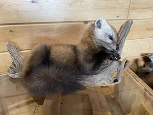 Pine Marten Alaskan Life Size Taxidermy Mount