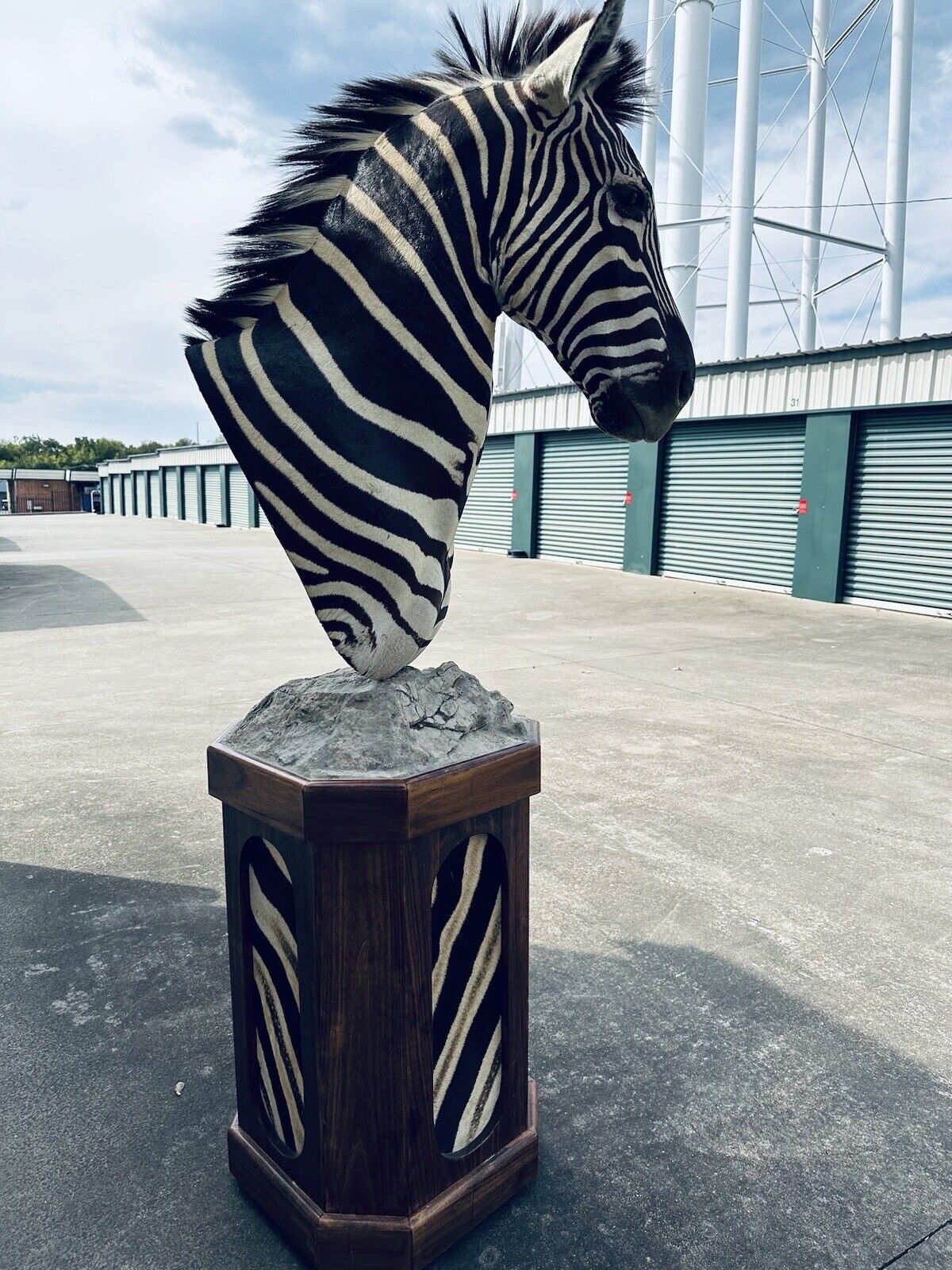 Burchells Zebra Pedestal Mount African Safari Taxidermy