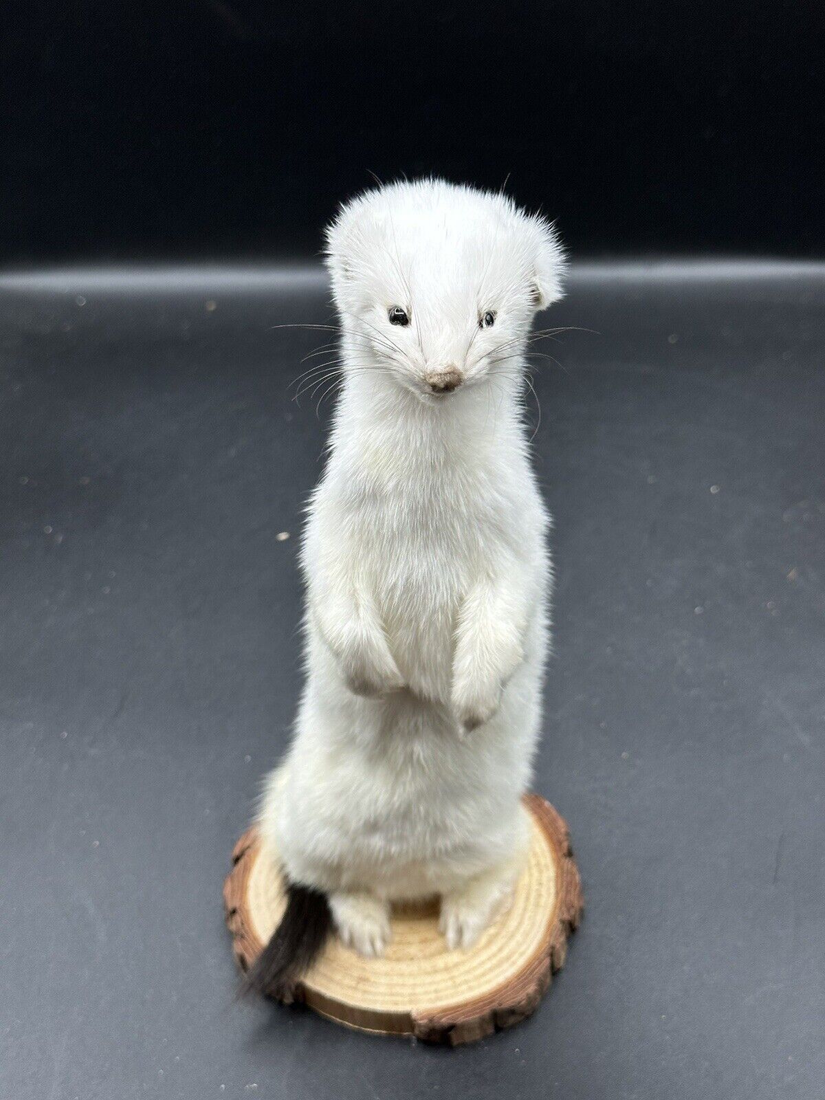 Beautiful Adorable Weasel Ermine Small Animal Taxidermy Mount Art Wildlife 25W