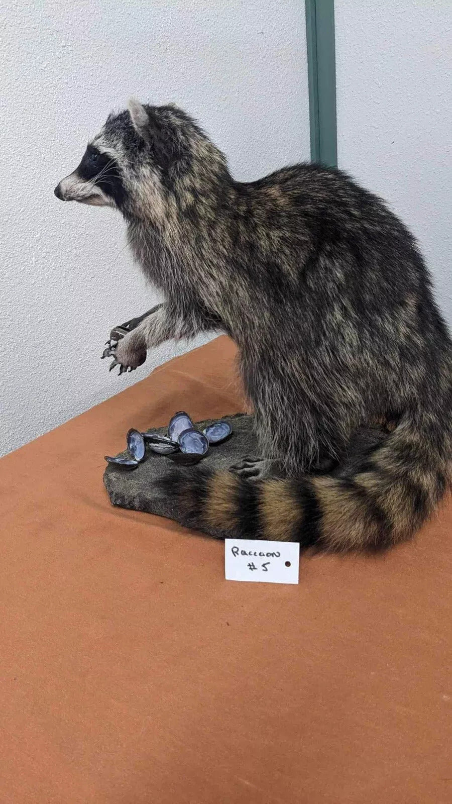 Raccoon Taxidermy Mount Custom Base