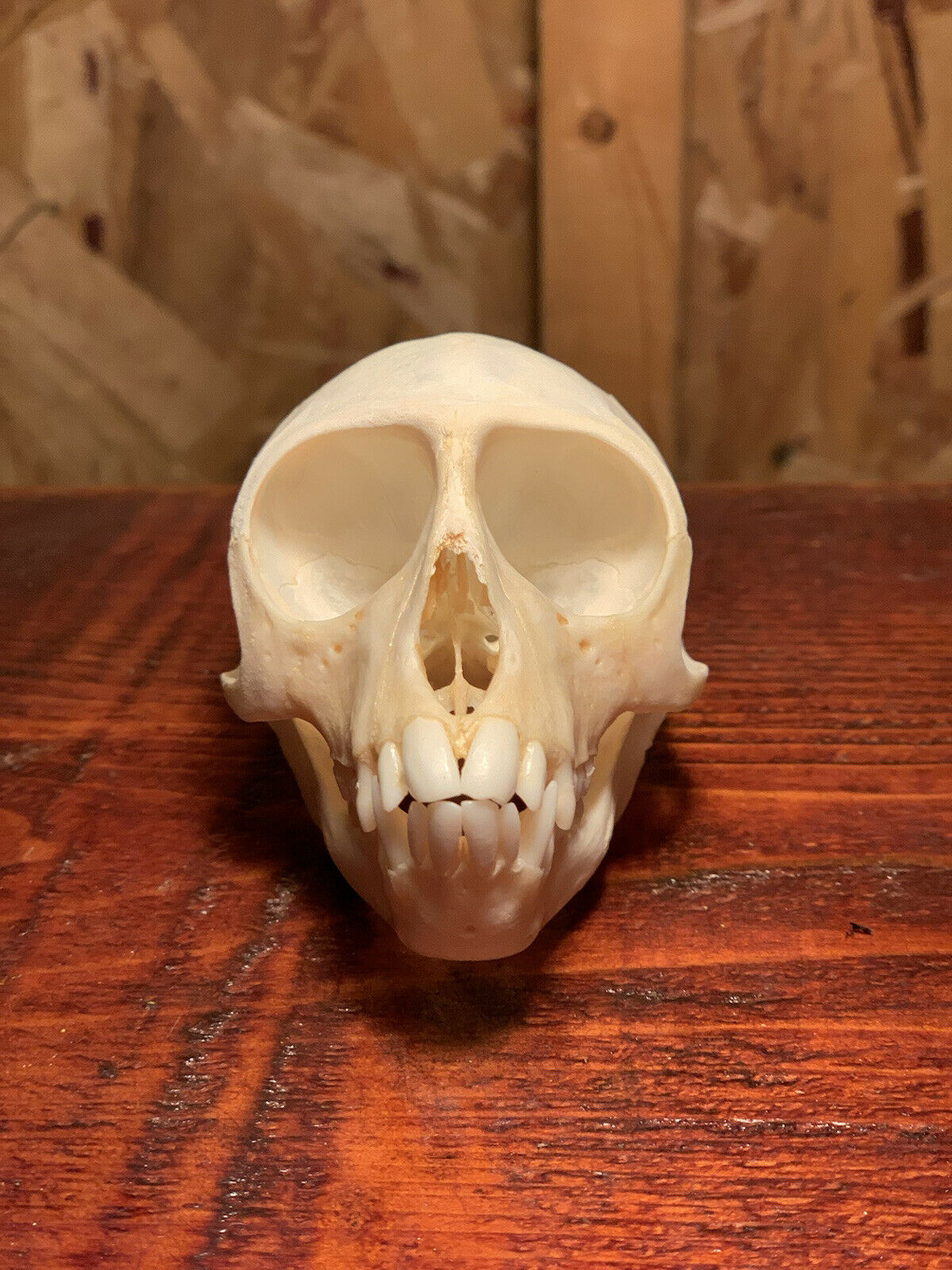 Real Female Vervet Monkey Skull Taxidermy Oddity Curiosity Primate