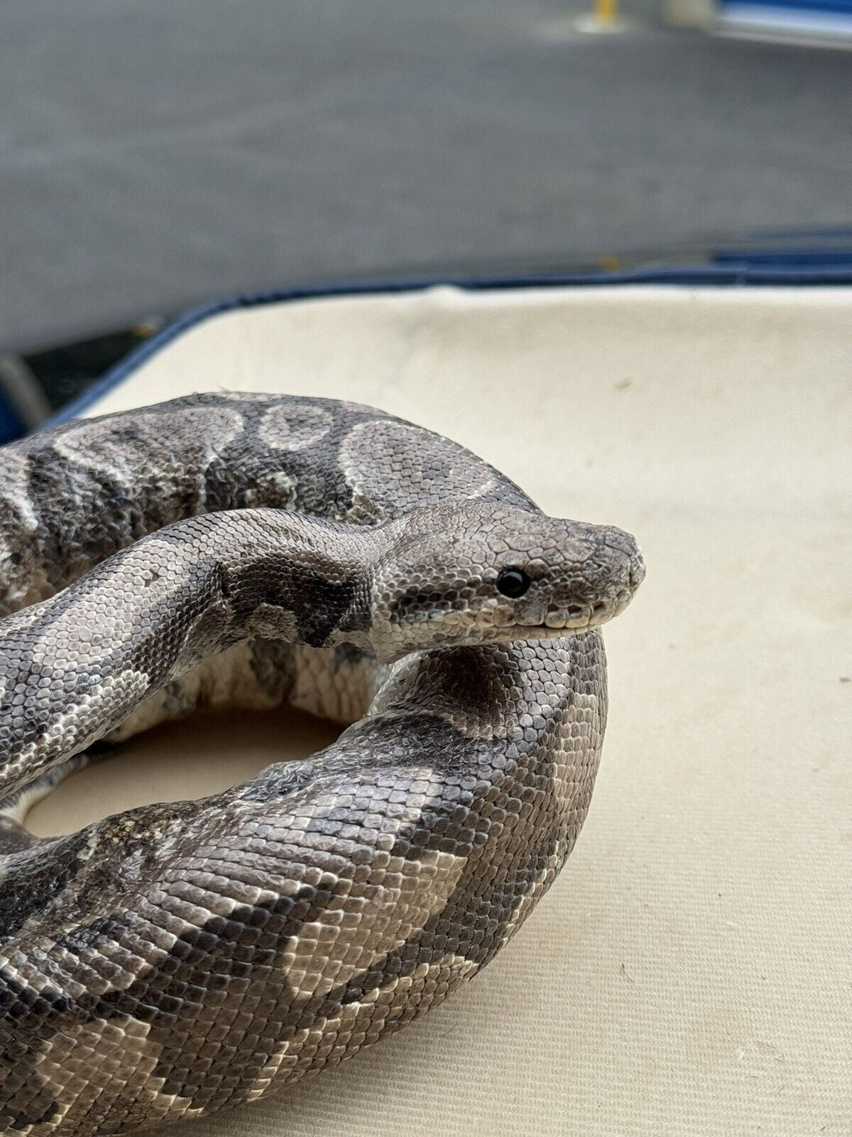 Real Massive Ball Dinker Python Taxidermy Mount