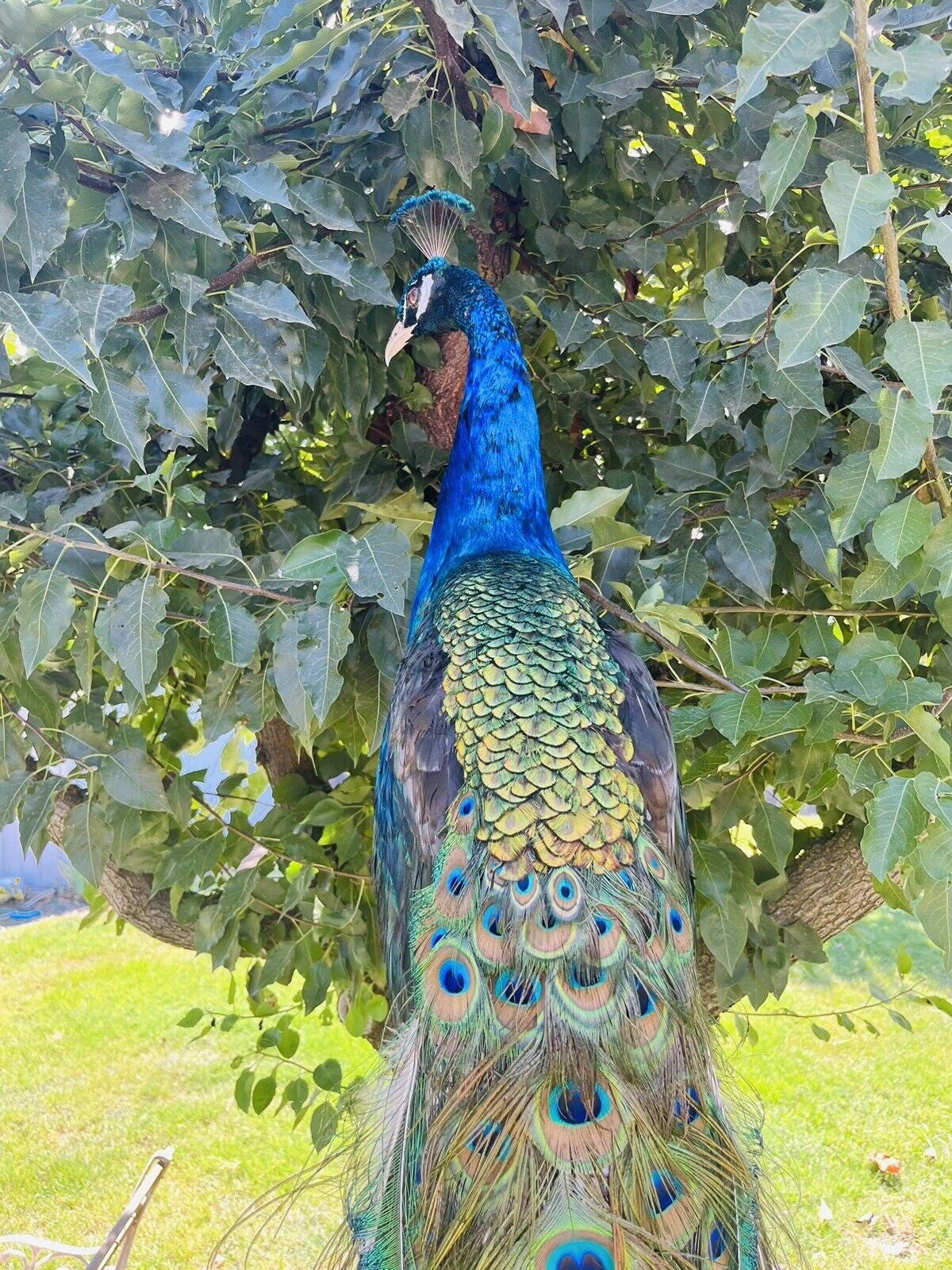 India Blue PEACOCK Taxidermy Mount museum quality