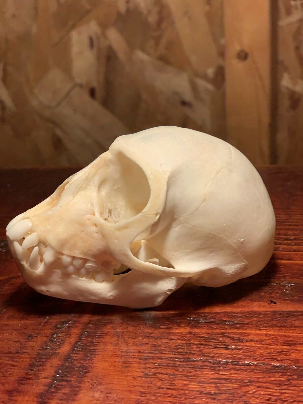 Real Female Vervet Monkey Skull Taxidermy Oddity Curiosity Primate