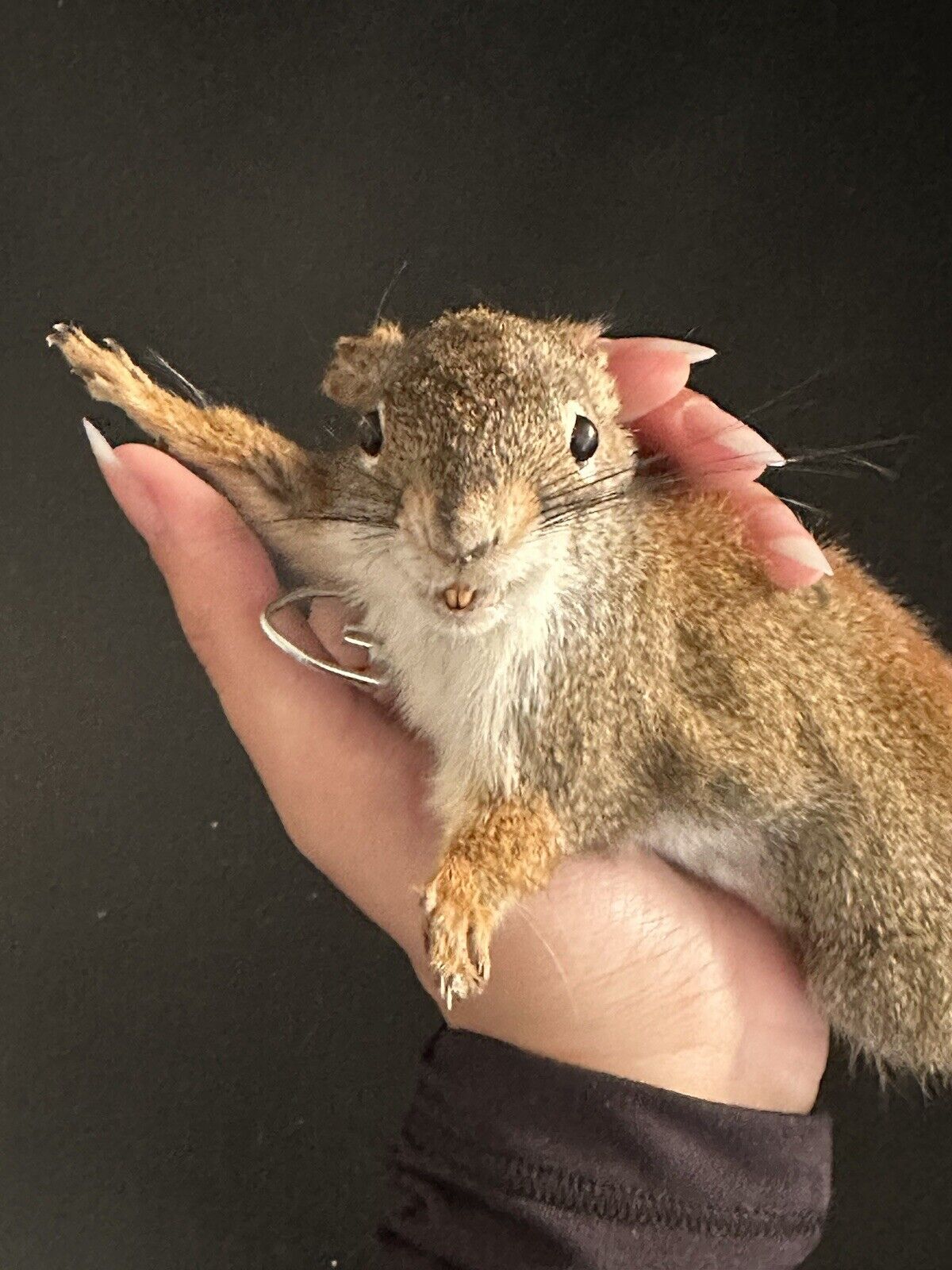 Beautiful Adorable Red Squirrel Small Animal Taxidermy Mount Art Wildlife 27S