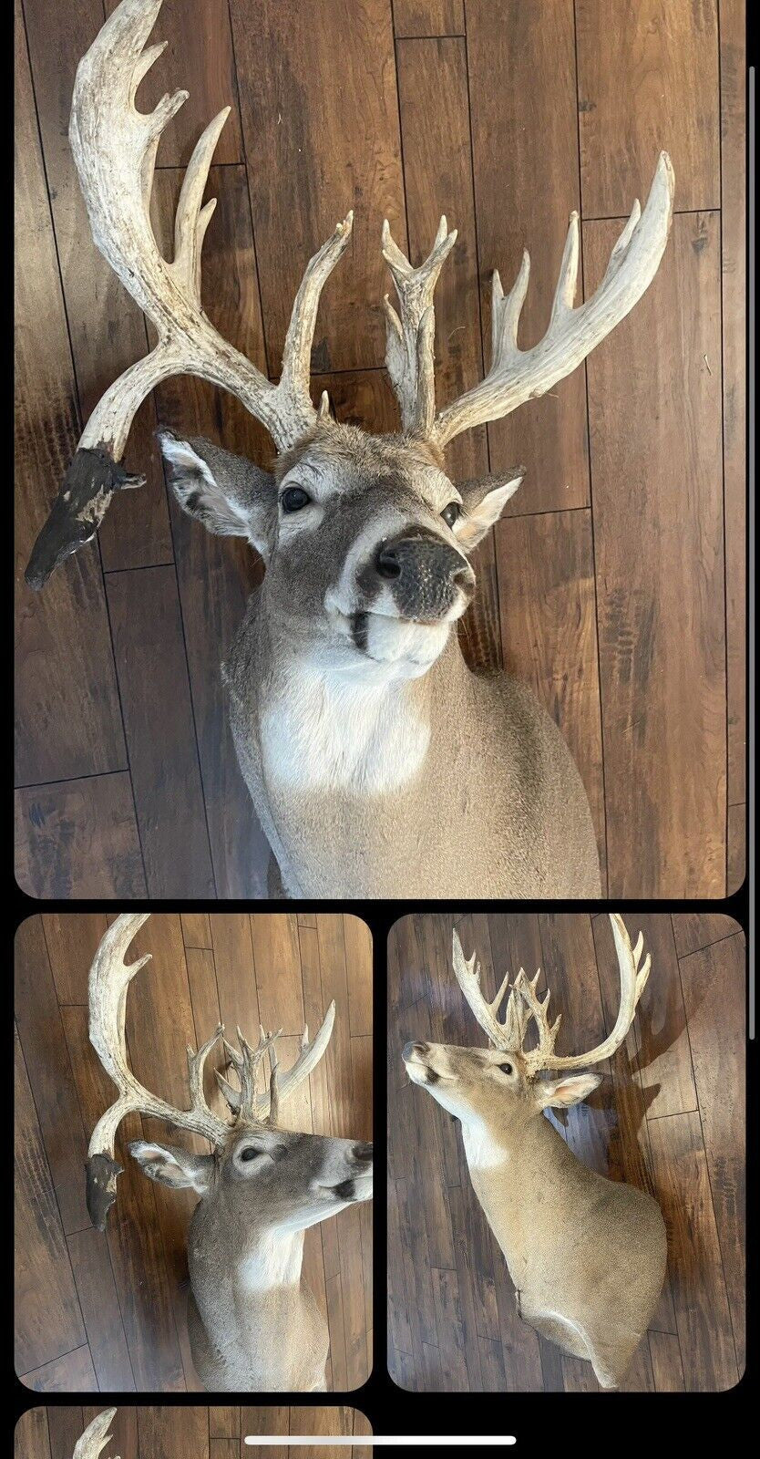 Monster Whitetail Deer Head Mount Taxidermy Antler Log Cabin Decor Hunt Horn