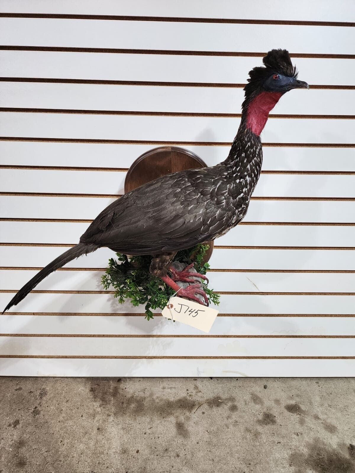 crested guan (Penelope purpurascens) Taxidermy Bird Mount