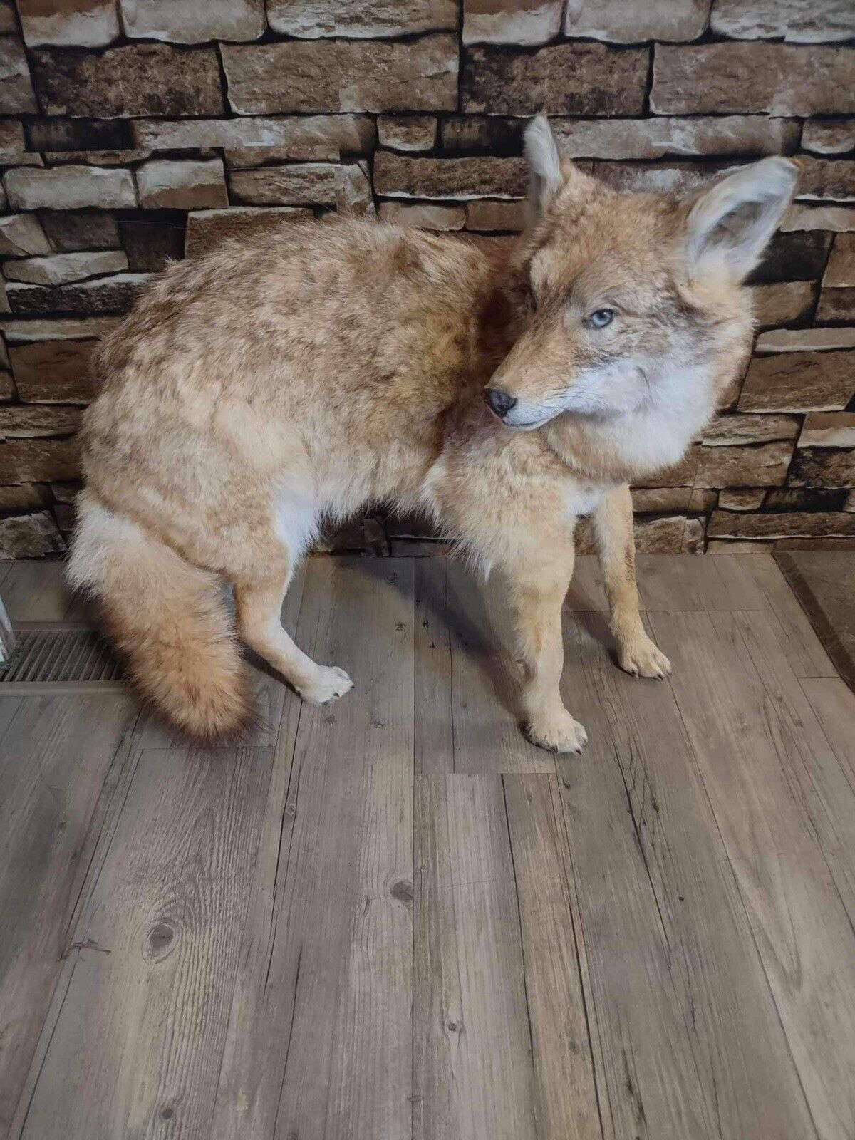 Coyote Taxidermy Custom Full Body Mount Home Camp Wall Decor Hunting Cabin