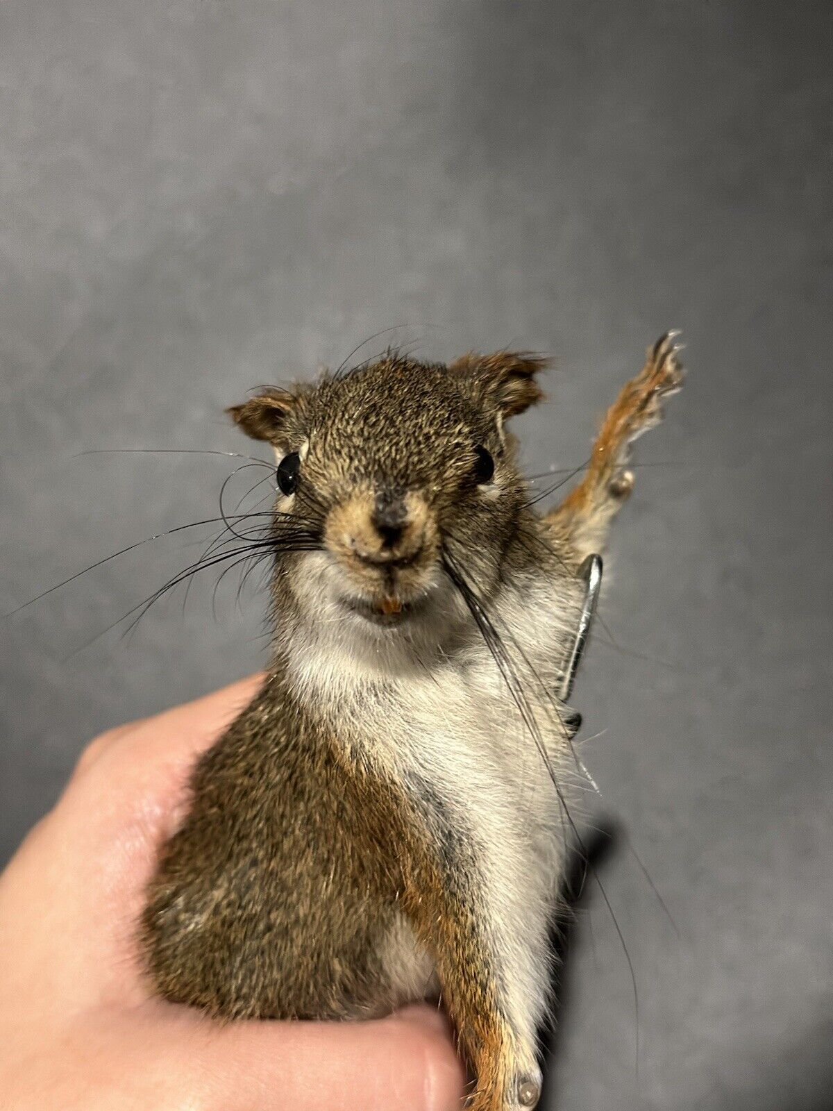 Beautiful Adorable Red Squirrel Small Animal Taxidermy Mount Art Wildlife 31S