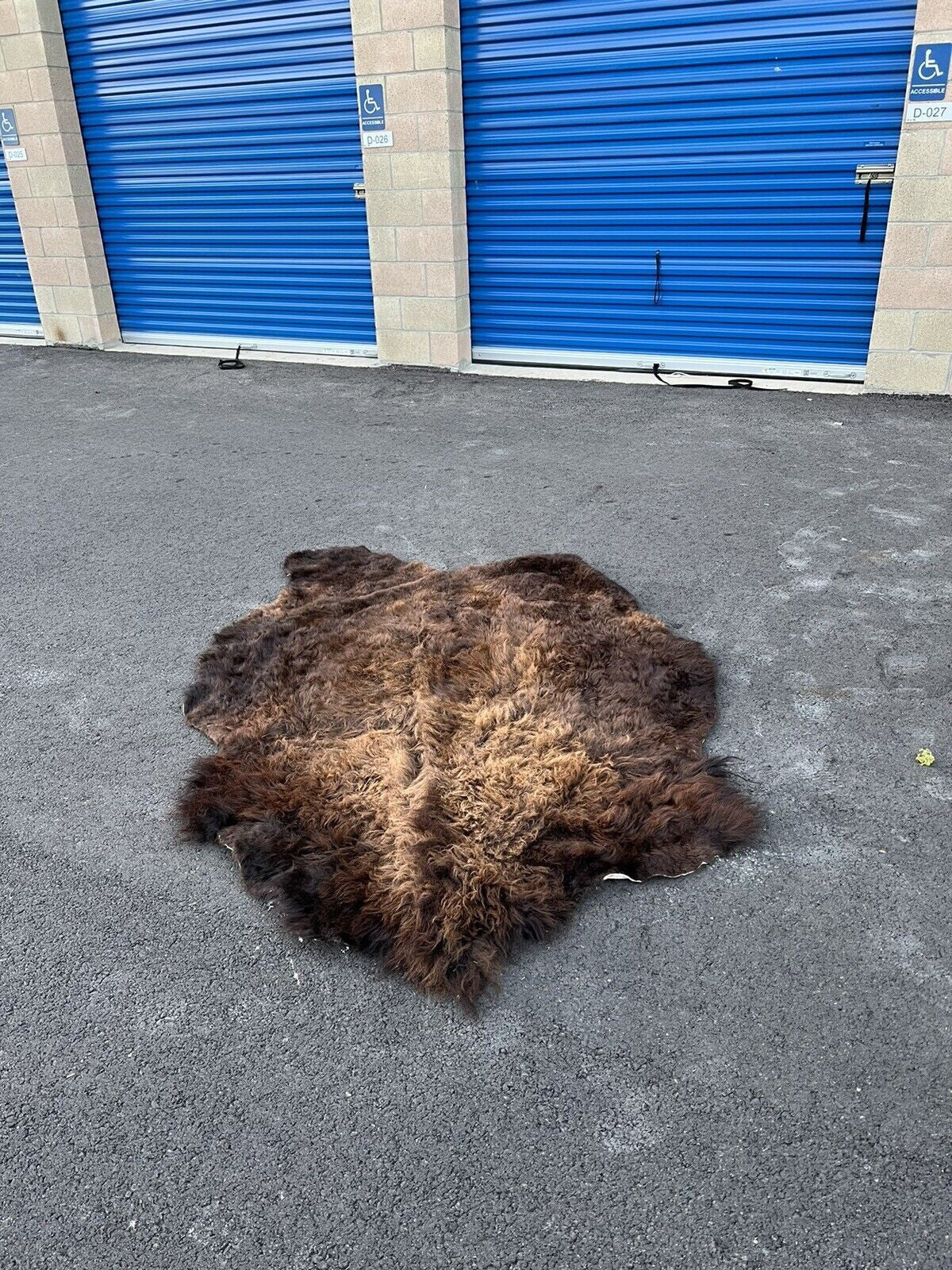 Real Buffalo / Bison Fresh Tanned Taxidermy Rug Hide