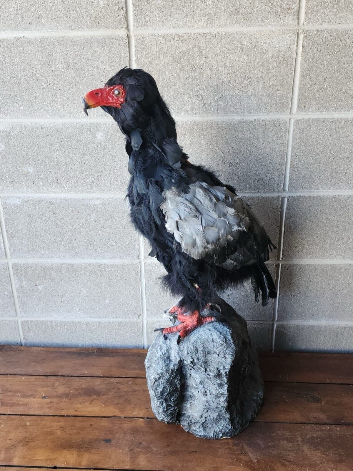 African Bateleur Eagle Reproduction Bird Taxidermy Mount