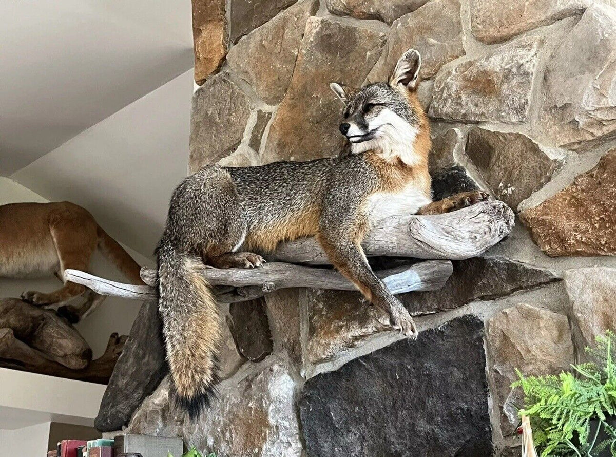 FHWA1212 - Grey Fox Taxidermy Full Body Mount Cabin Camp Man Cave Home Decor NEW