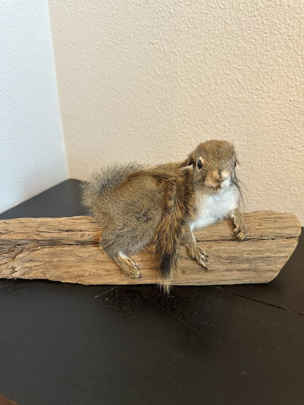 Beautiful Adorable Red Squirrel Small Animal Taxidermy Mount Art Wildlife