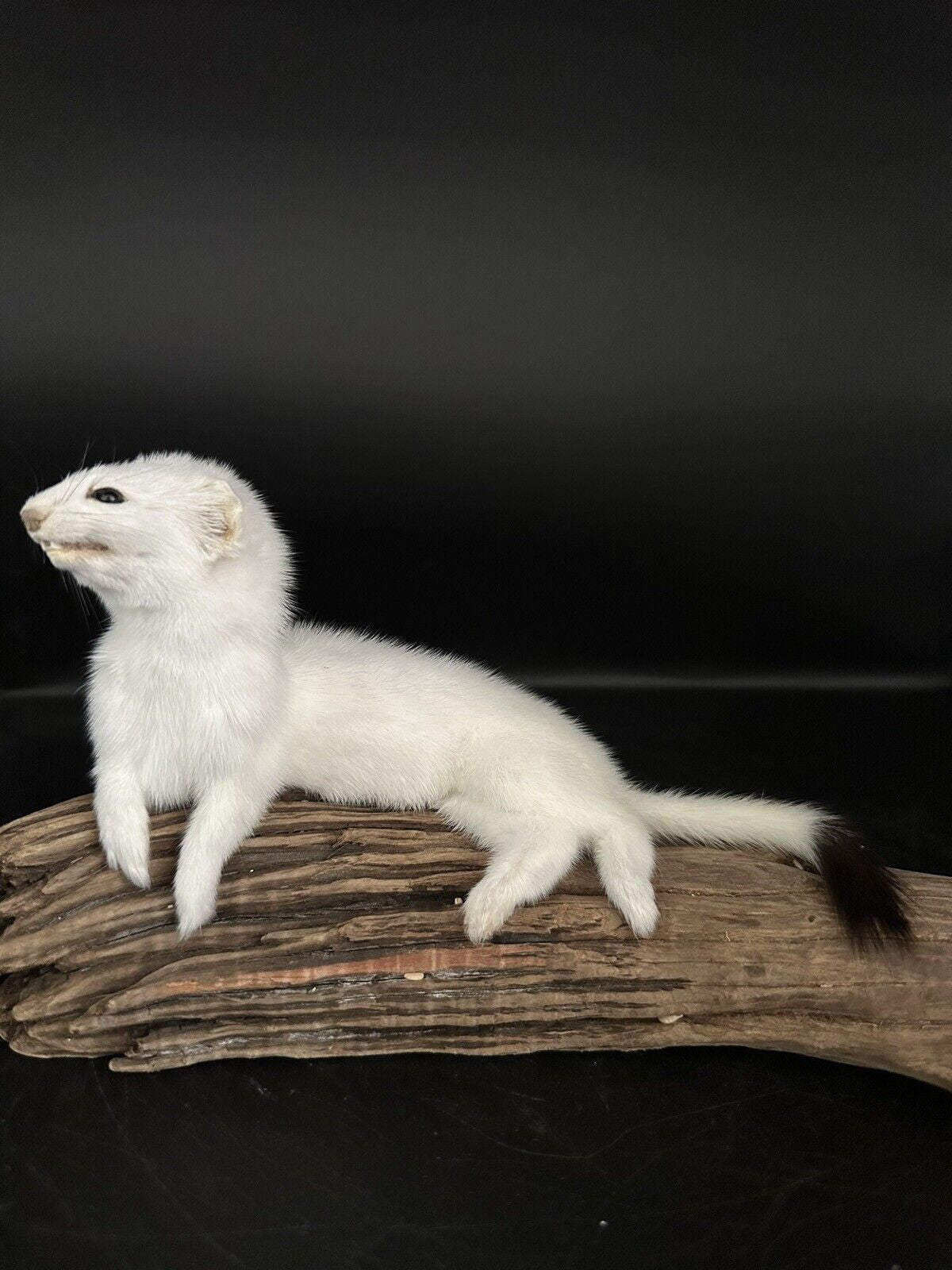 Beautiful Adorable Weasel Ermine Small Animal Taxidermy Mount Art Wildlife 17W