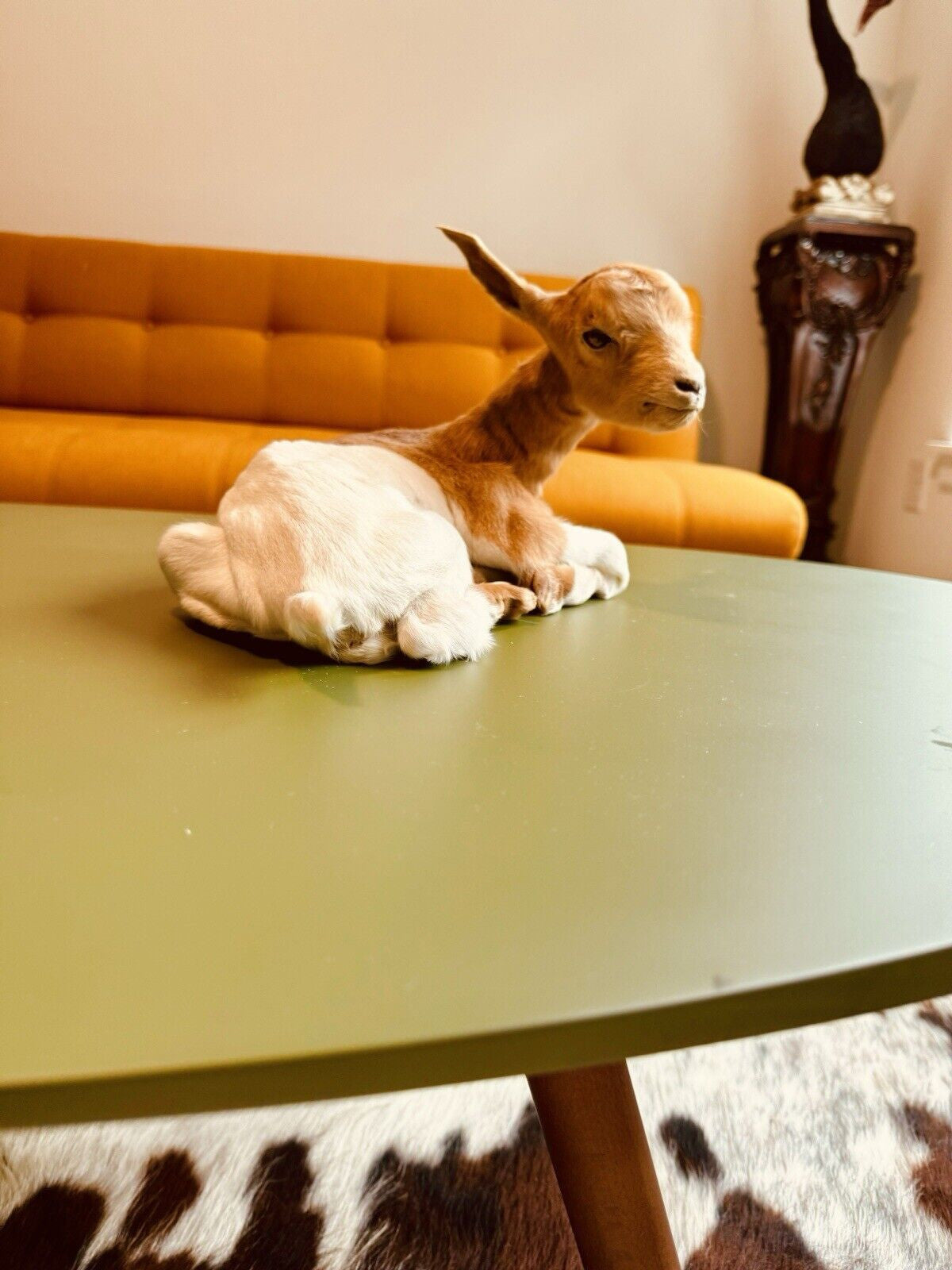 Real Beautiful Goat Taxidermy Mount