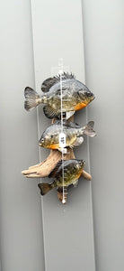 Real Skin Beautiful Sunfish Fish Taxidermy Wall Mount