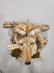 New Coyote Den Taxidermy Mount