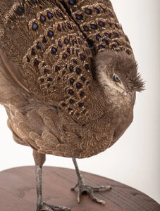 Grey Peacock-Pheasant (Polyplectron Bicalcaratum) Taxidermy Stand Mount