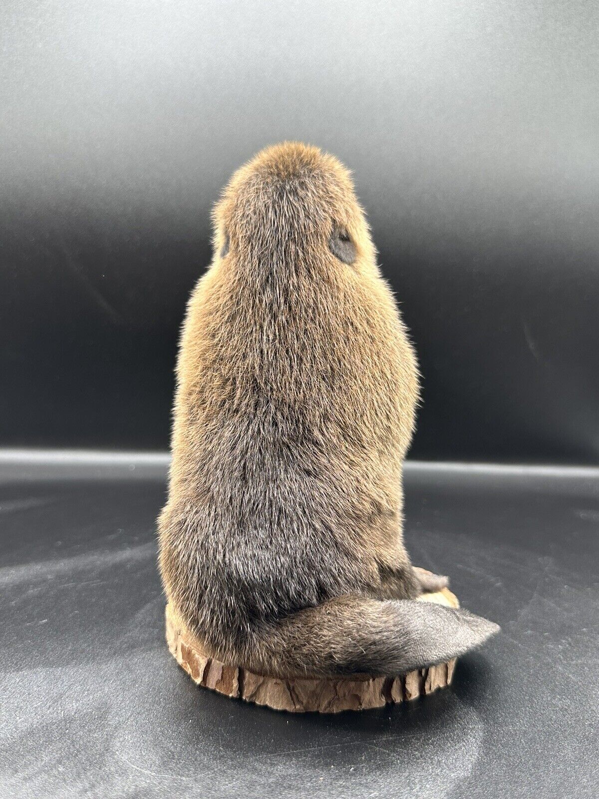 Beautiful Adorable Baby Beaver Kit Taxidermy Mount Art Wildlife 12B