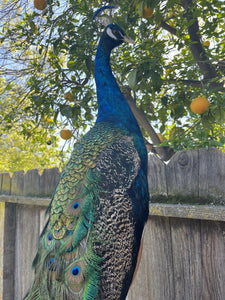 India Blue PEACOCK Taxidermy Mount museum quality