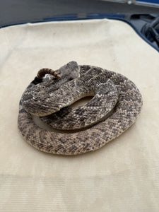 Large Real Rattle Snake Taxidermy Mount