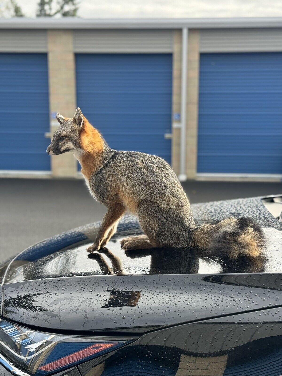 Grey Fox Taxidermy Full Body Mount Prime Fur