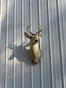 Whitetail Deer Real Antler Deer Taxidermy Mount