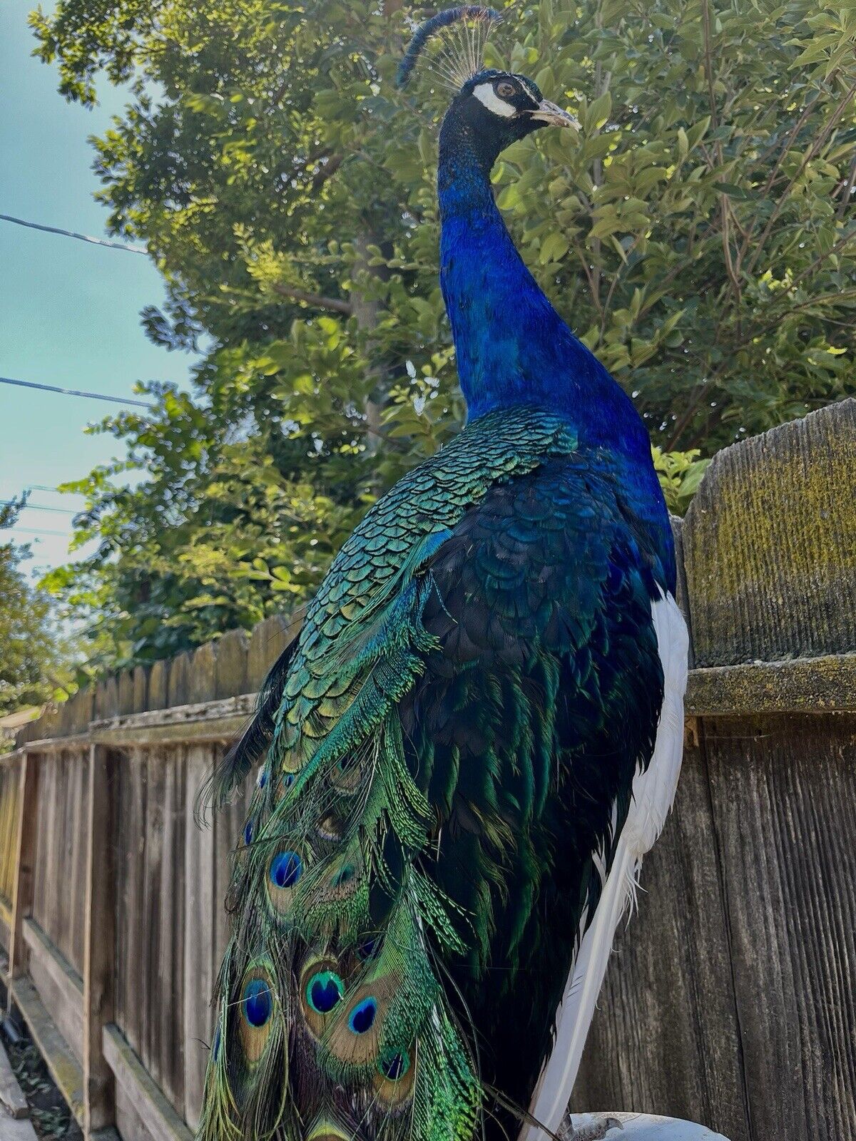 Black Shoulder PEACOCK Taxidermy Mount museum quality